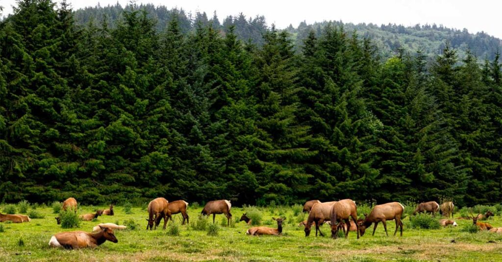 Wildlife in Arizona's White Mountains White Mountains Online